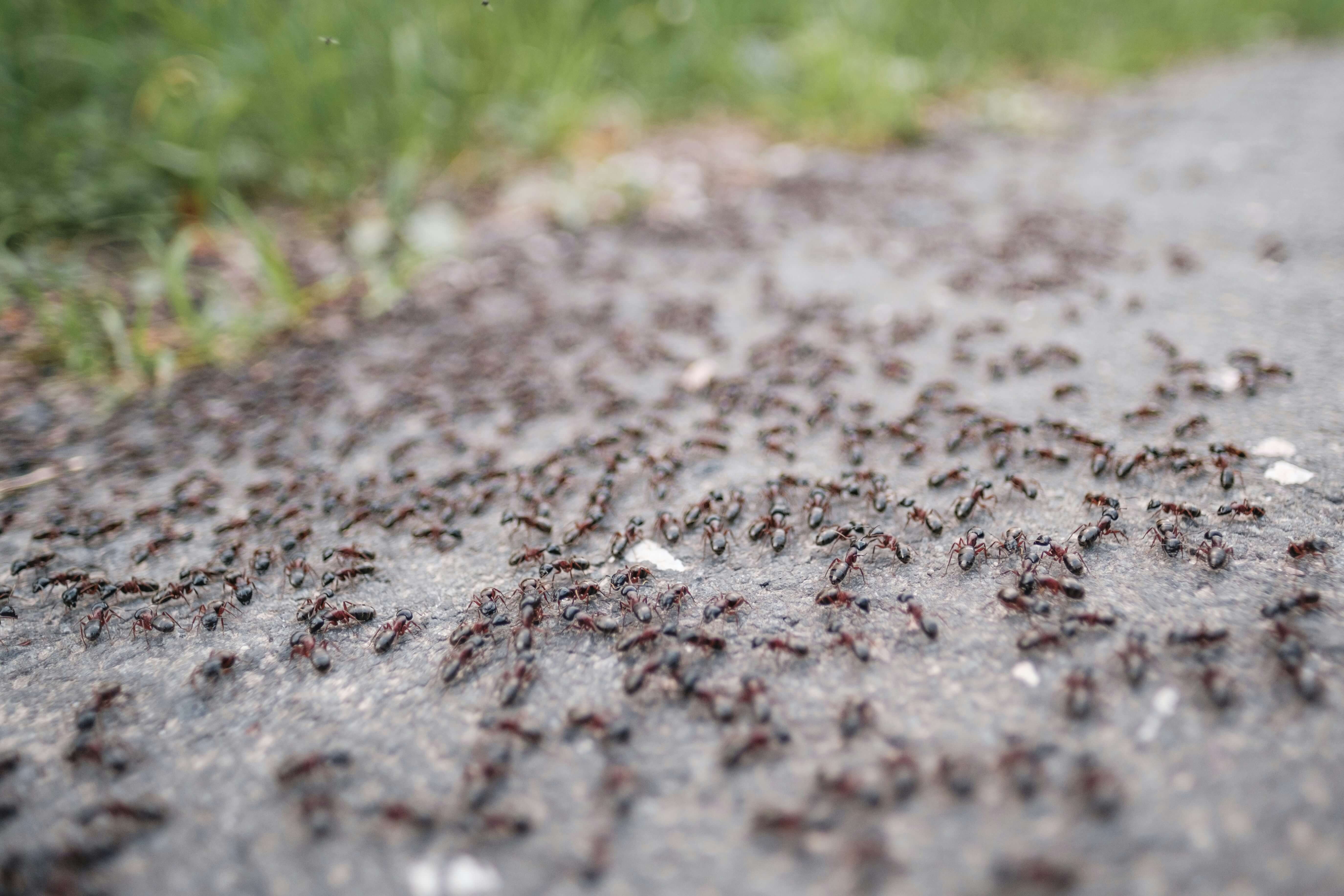 Ant Control Solutions service image for Suffolk