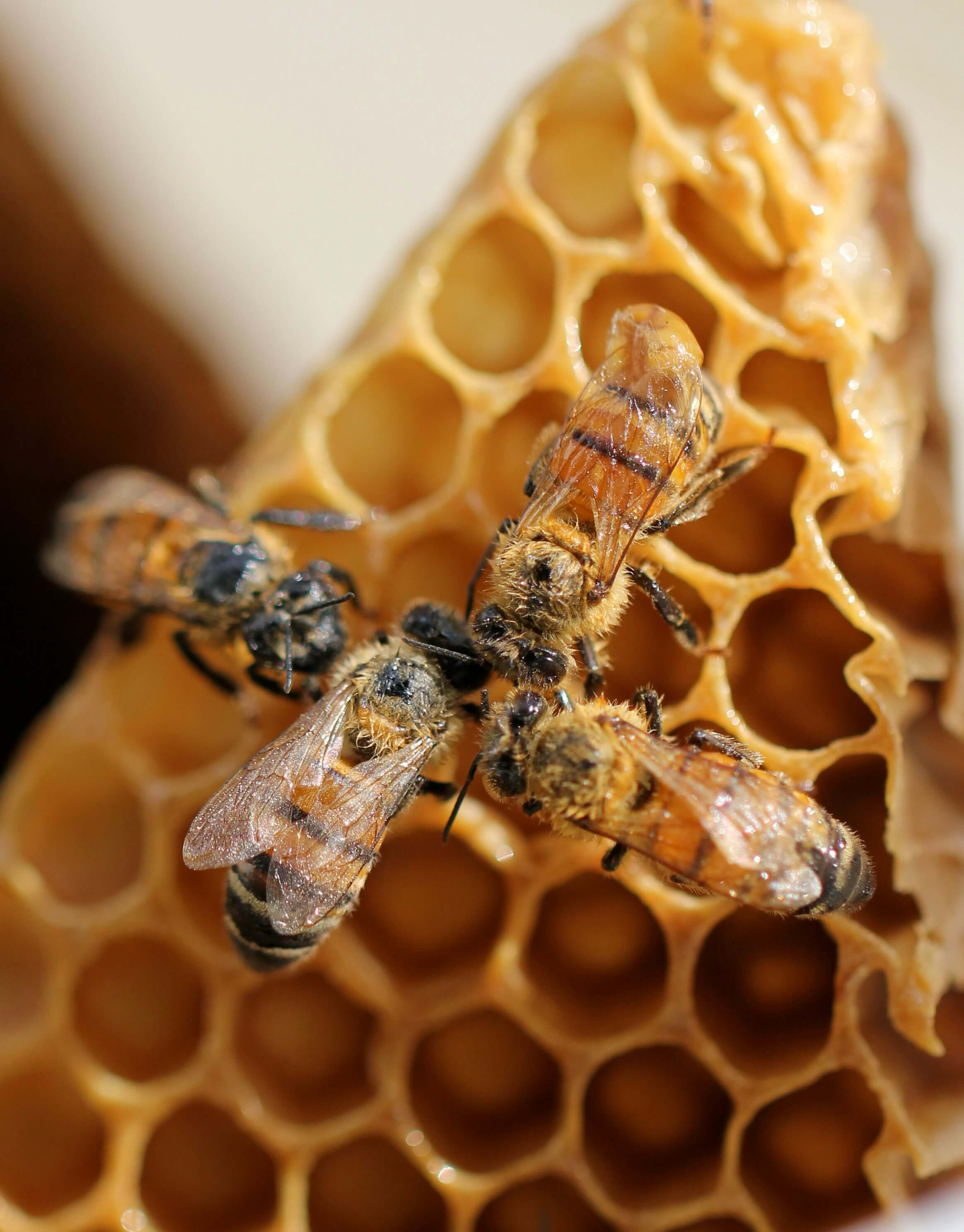 Bee Management service image for Suffolk
