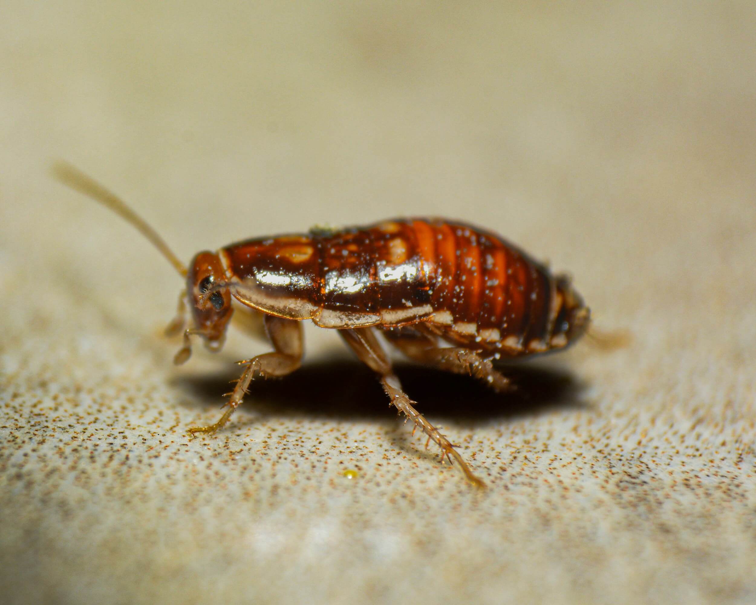 Cockroach Extermination control in Suffolk