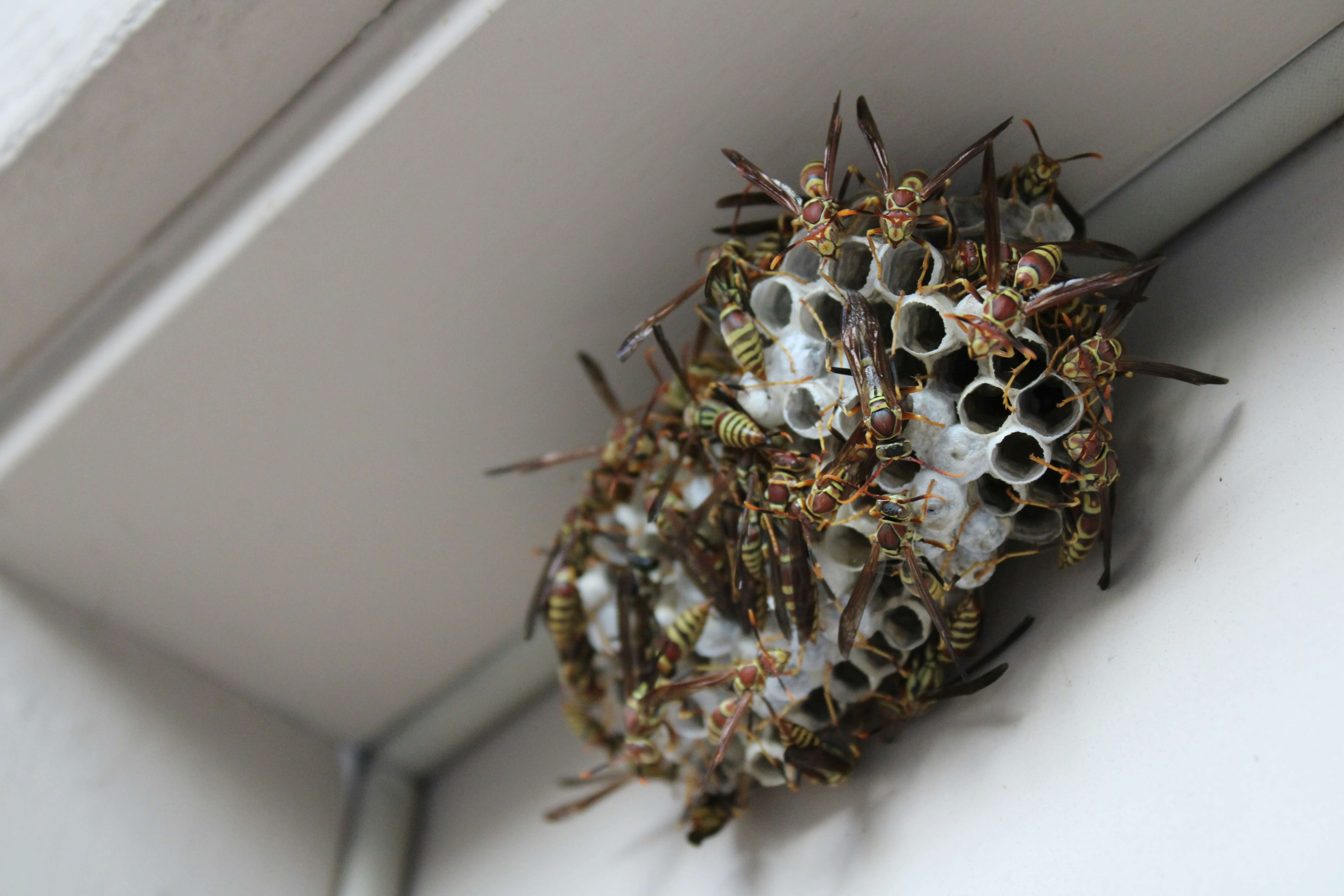 Wasp & Hornet Nest Removal control in Suffolk