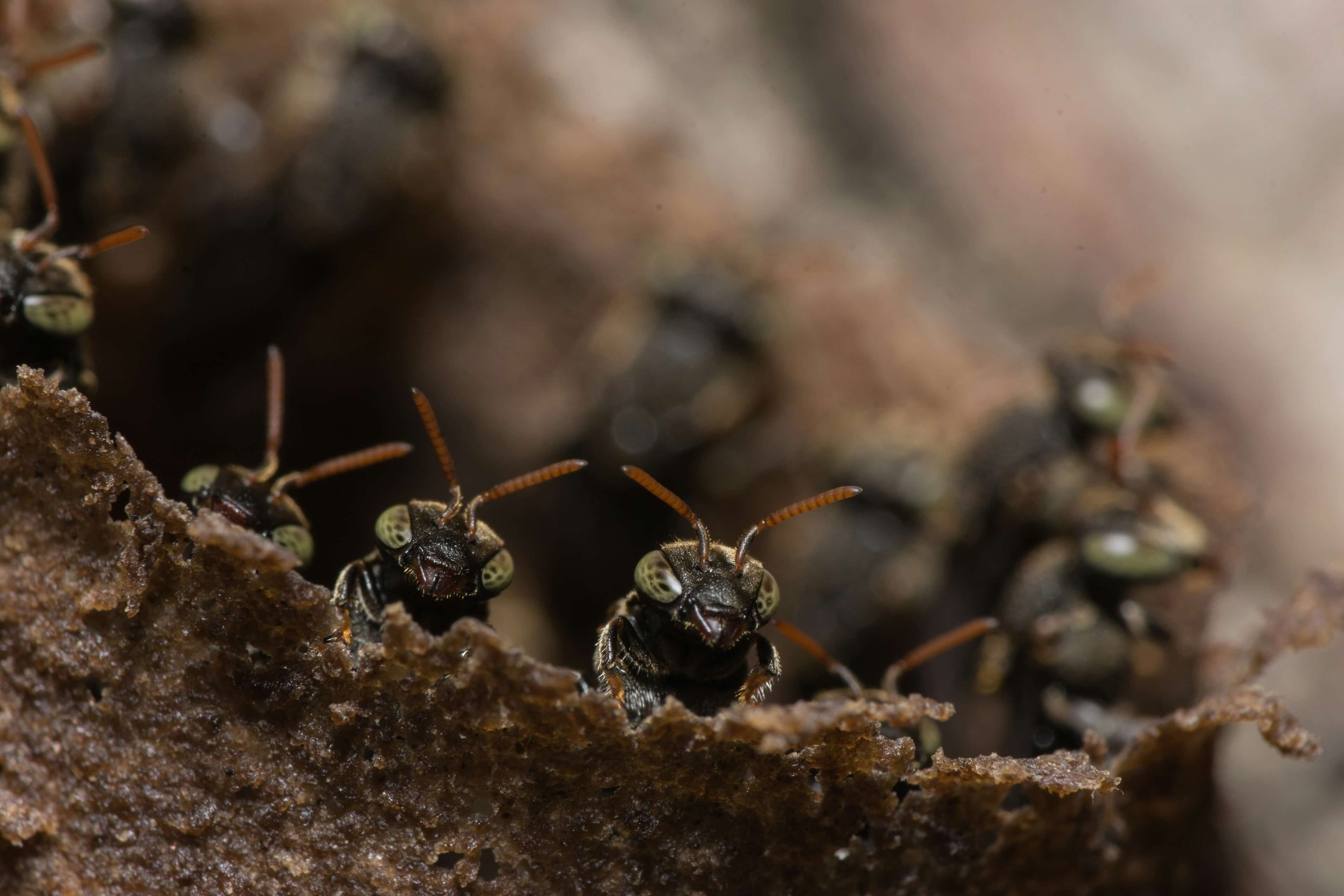 Information about Common Insects