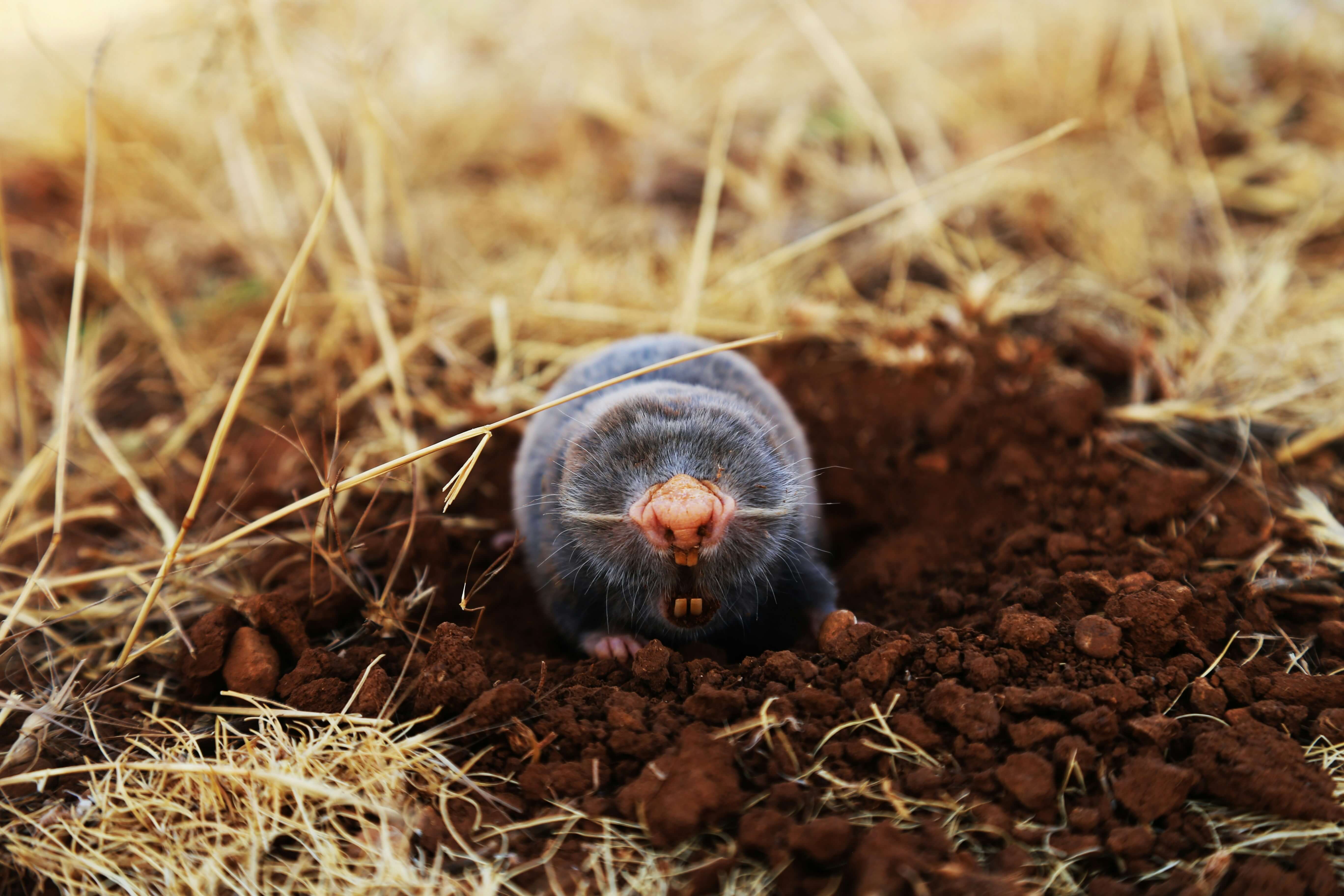 Mole Catching & Control service image for Suffolk