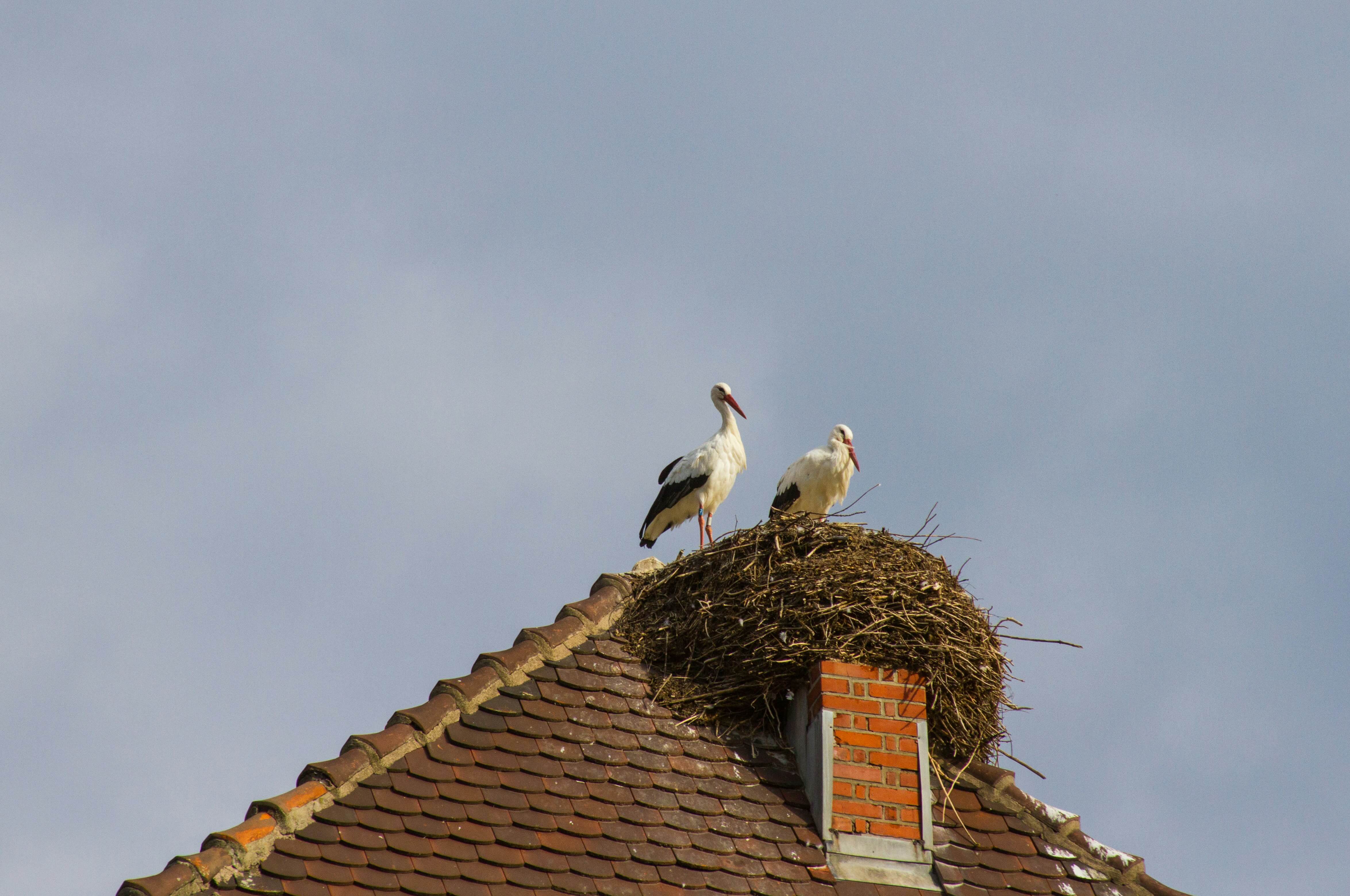 Nesting Birds (Pigeons) in Suffolk - problem with solar panels in Suffolk