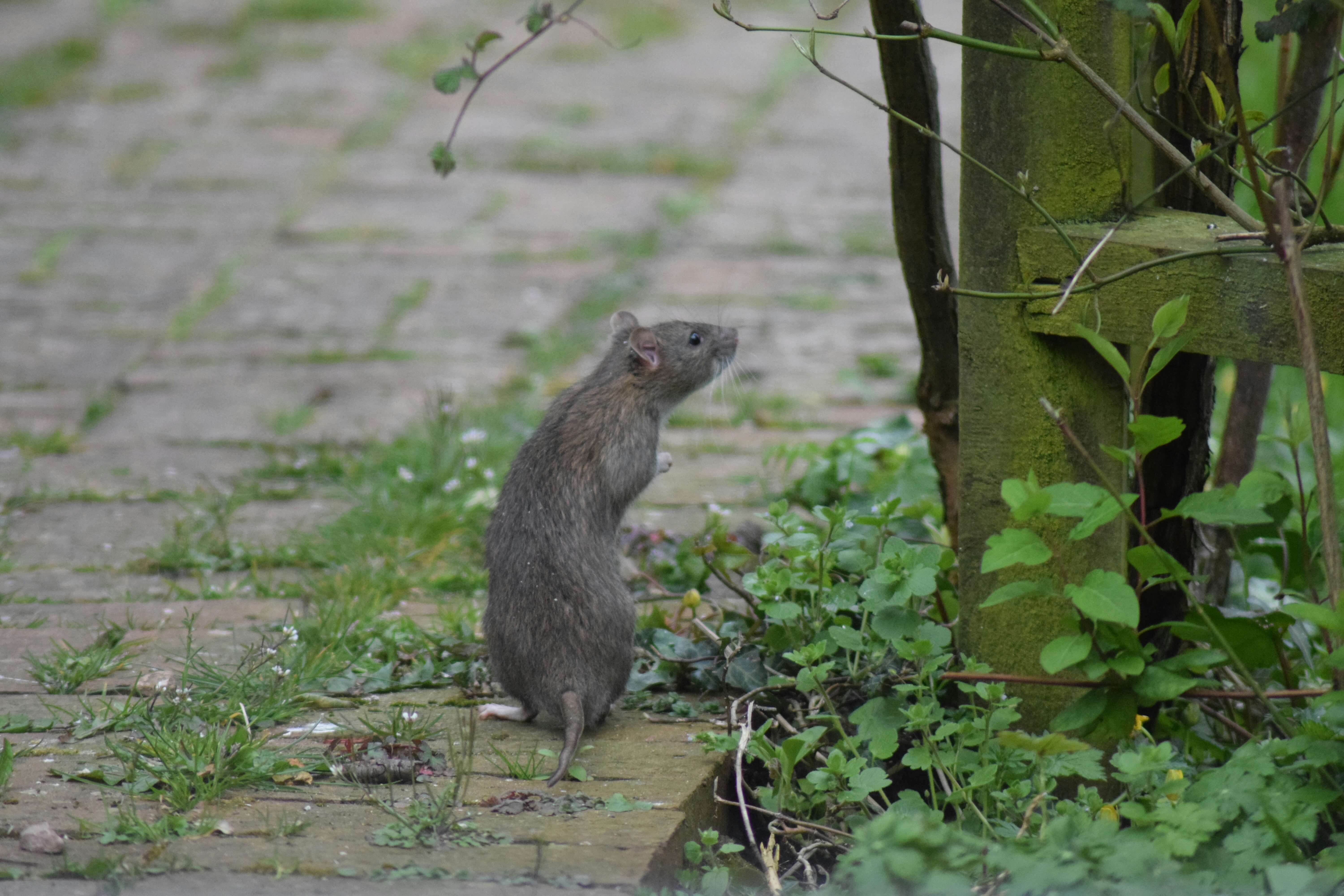 Image of Rats, Mice & Squirrels control in Suffolk by Nearby Pest Control