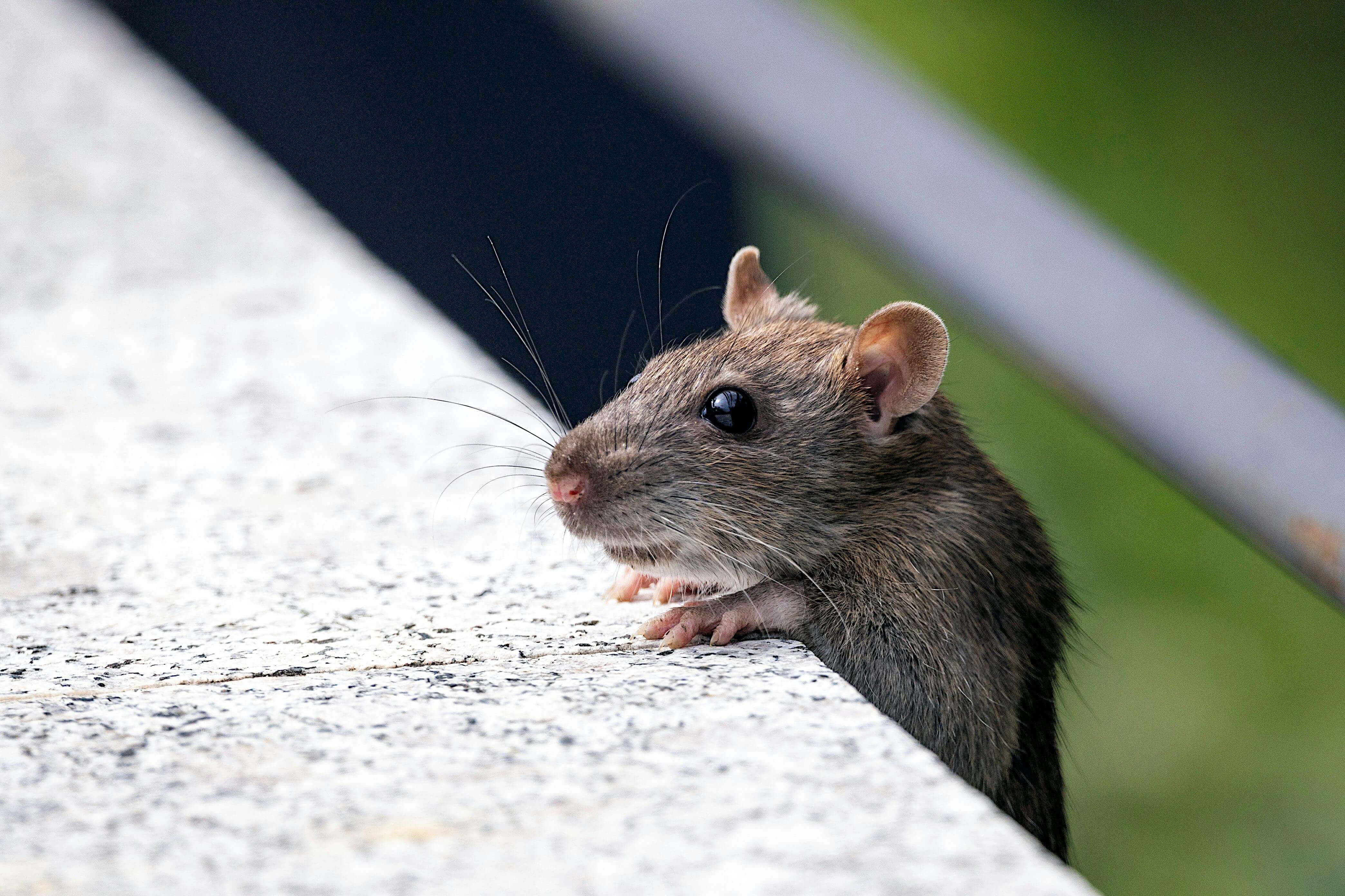 Nearby Pest Control team providing expert service in Suffolk