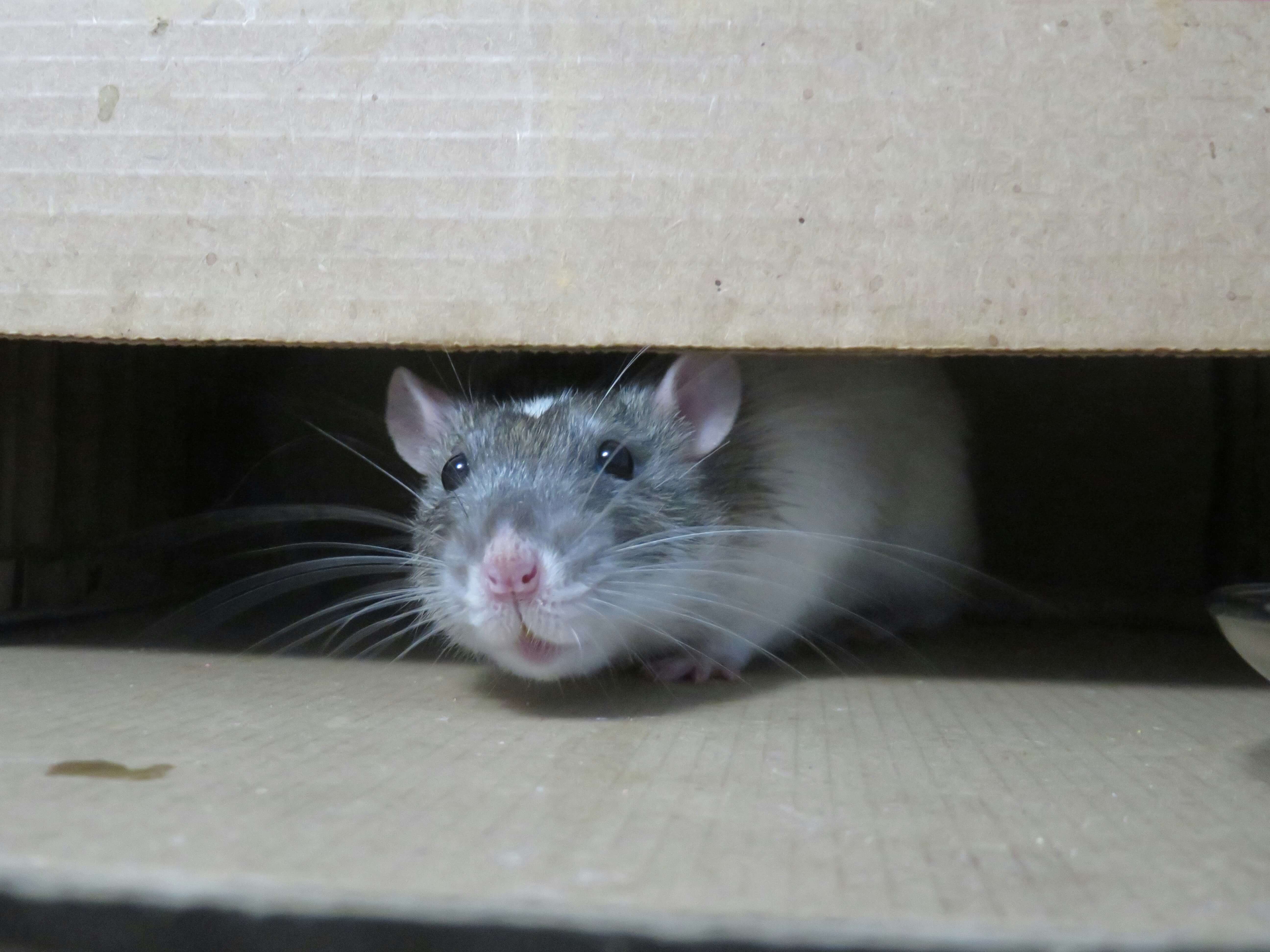 Rodent Control control in Suffolk