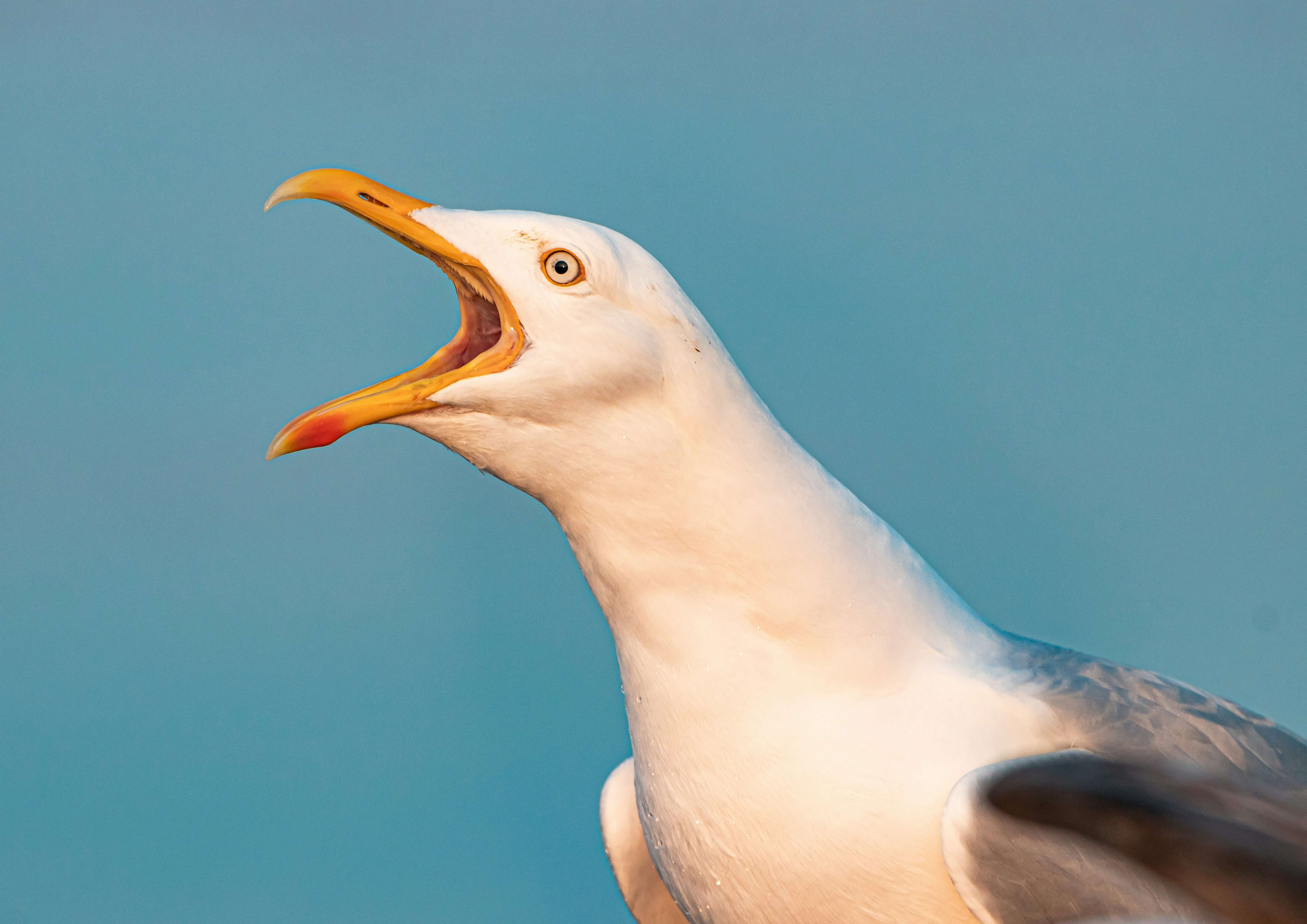 Information about Nuisance Birds